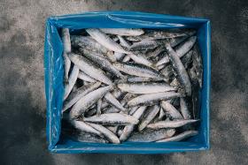 Pescado sardina fresco congelado
