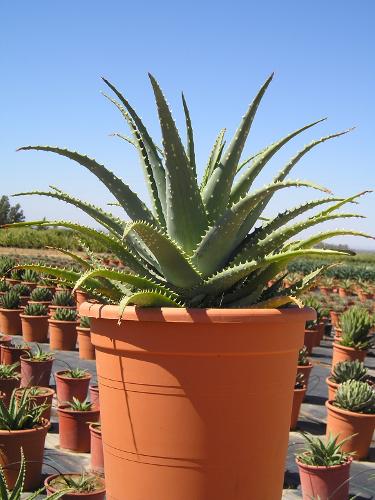 Aloe spinossisima